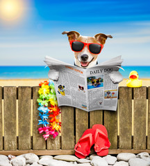 dog  on  beach on summer vacation holidays