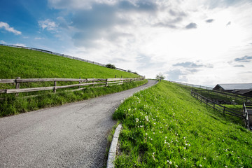 Fototapeta premium Beautiful green meadow at summer. Nature landscape