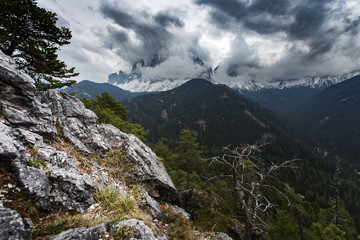Fototapeta premium Green forest and snowy mountains. Dolomites Alps