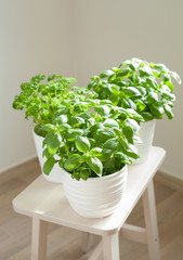 fresh basil and parsley herb in pot