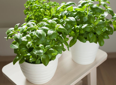 fresh basil and parsley herb in pot