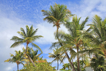 Fototapeta na wymiar Palm trees on Antigua