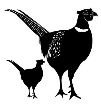 pheasant. pheasant illustration isolated on white background