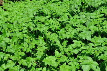 
The young potato plant grows thickly in the garden.