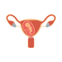 color silhouette of female reproductive system ovaries with fetus human growth ninth month