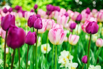 Papier Peint photo Lavable Tulipe  Amazing view of colorful  tulips in the garden.