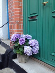 Fototapeta na wymiar Hortensie auf Stufen zur grünen Einganstür