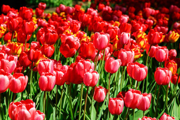  Amazing view of colorful  tulips in the garden.