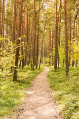 Pine forest with footpath