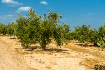 gaj oliwny, Hiszpania, stare drzewa oliwkowe