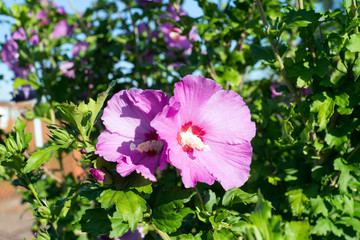 Hibiskus / Hibiskus Pflanze in einem Garten