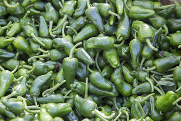 Green Padron Pepper