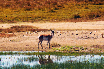 A Pronghorn buck at a waterhole in Yellowstone National Park, MT