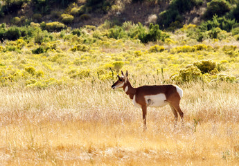 A Pronghorn doe standing in a field of grass and sage in Yellowstone National Park, MT