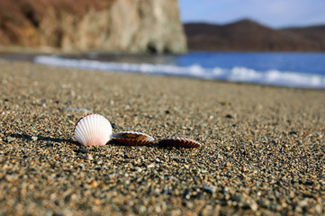 Shells on the sand across the sea