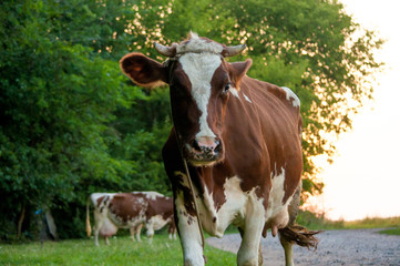 Cow on a summer pasture. Herd of cows at summer green field