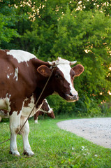 Cow on a summer pasture. Herd of cows at summer green field