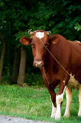 Cow on a summer pasture. Herd of cows at summer green field