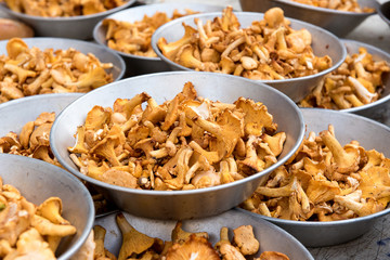 Chanterelle mushrooms in metal bowls