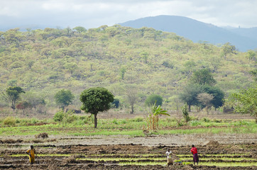 Farming Fields - Tanzania