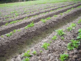 Young potato field background