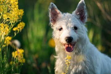 Close up portrait of a dog in yellow flowers