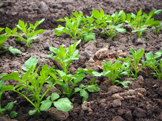 Pototo plant on field