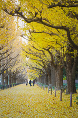 ginko avenue in morning