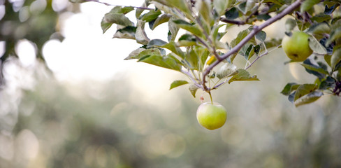 unripe apple in a orchard on the morning