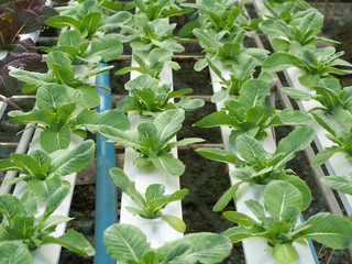 Young lettuce plant in hydrophonic farm