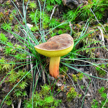 xerocomellus pruinatus mushroom