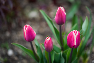 Obraz premium Pink Tulips growing in a garden, summer day