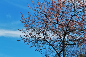Cherry tree Flowers Cerisier Fleurs