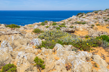 Flowers and vegetation in the beach in Almograve