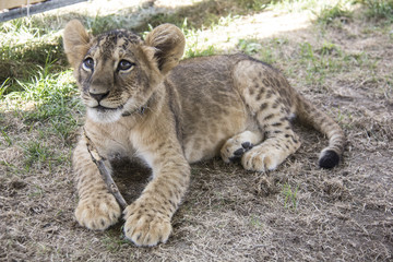 Lion Cub