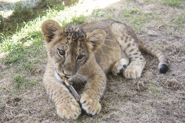 Lion Cub with Stick