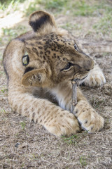 Baby Lion