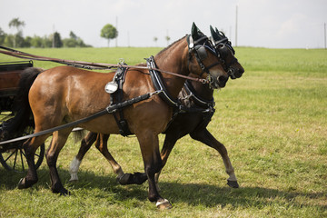 Clamped Kutschpferde
