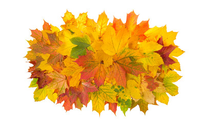 Maple leaves isolated white background Autumn red yellow