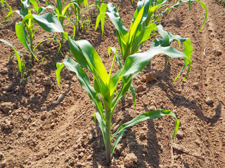 Cornplant in farm