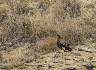 Steppe eagle