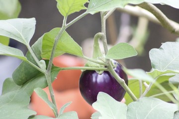 Eggplant,aubergine,Plant, recipes,Healthiest Foods,vegetable,eggplant dishes  