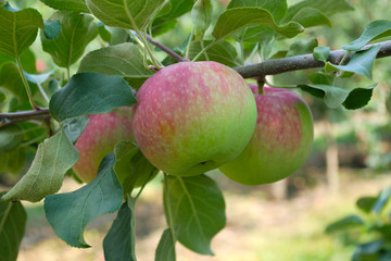 red green apple in tree paulared fresh organic fruit summer orchard