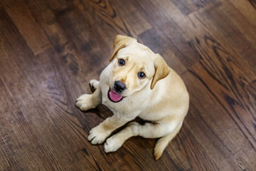 Happy Labrador puppy sits in a room. Top view. The concept of pets.