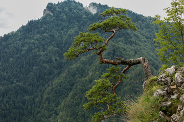 Sokolica Peak in Pieniny, Poland, Poland landscape, Pieniny mountains   © wip-studio