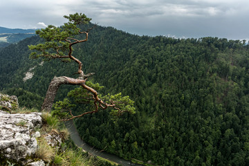 Sokolica Peak in Pieniny, Poland, Poland landscape, Pieniny mountains   © wip-studio