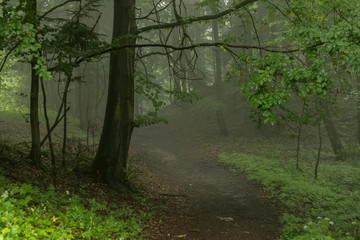 Fototapeta na wymiar Road through a mysterious dark forest in fog, Foggy Forest Background 