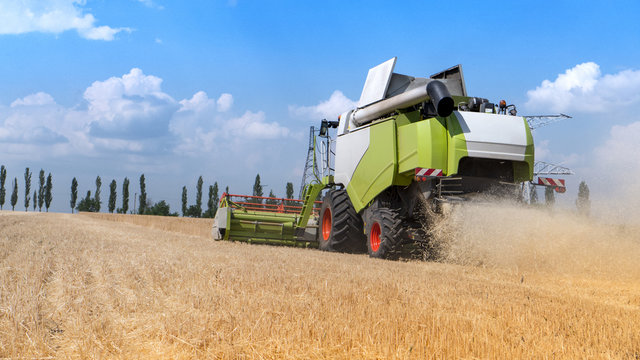 harvester collects the wheat harvest on the farmer's field