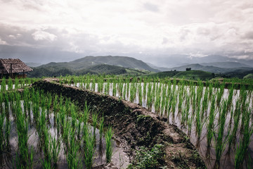 Green terrace rice field landscape glittering Pa Pong Pieng, Chiang Mai, Thailand.