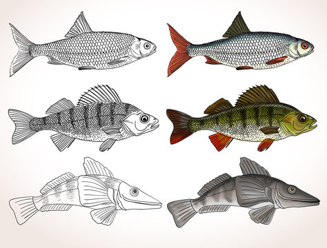 Set of realistic fishes:a common roach, a freshwater perch and an icefish. Black and white with colored versions. Vector illustration.